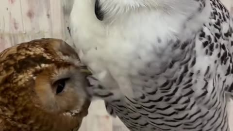 🦉🐧 Cute and funny owl | FunFM