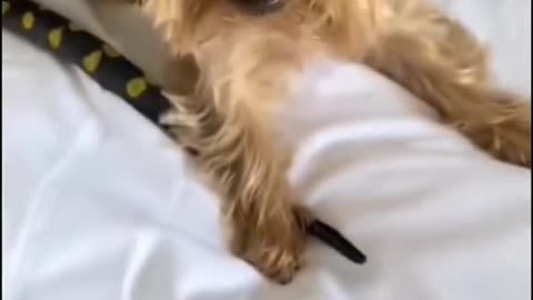 Frightened dogs🐶🤣#funnyvideo #tiktok #funnydogs #dogs