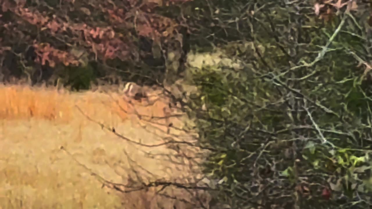 Buck fight
