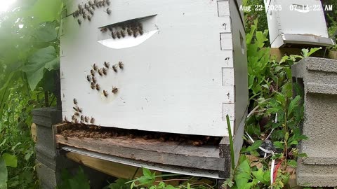Bees on a Friday Morning at Sunrise