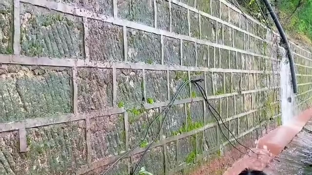 Cleaning Clogged Drains Due to Branches