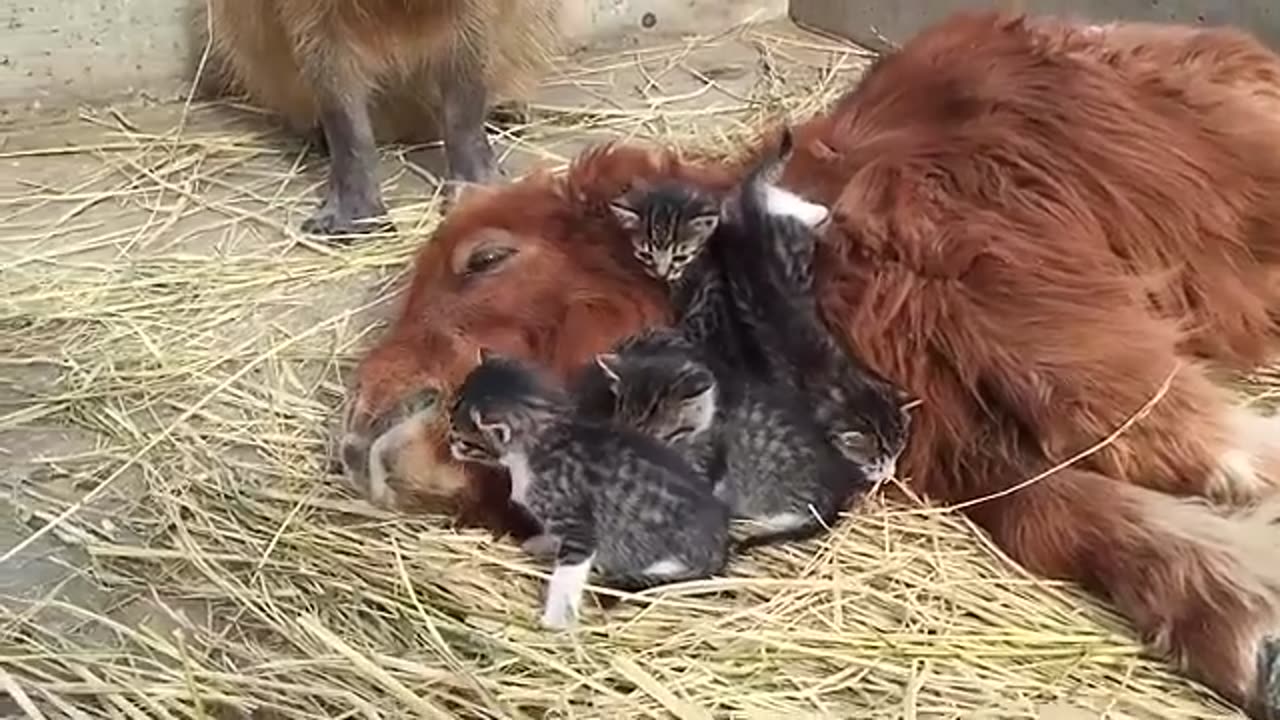 Animals Farm House