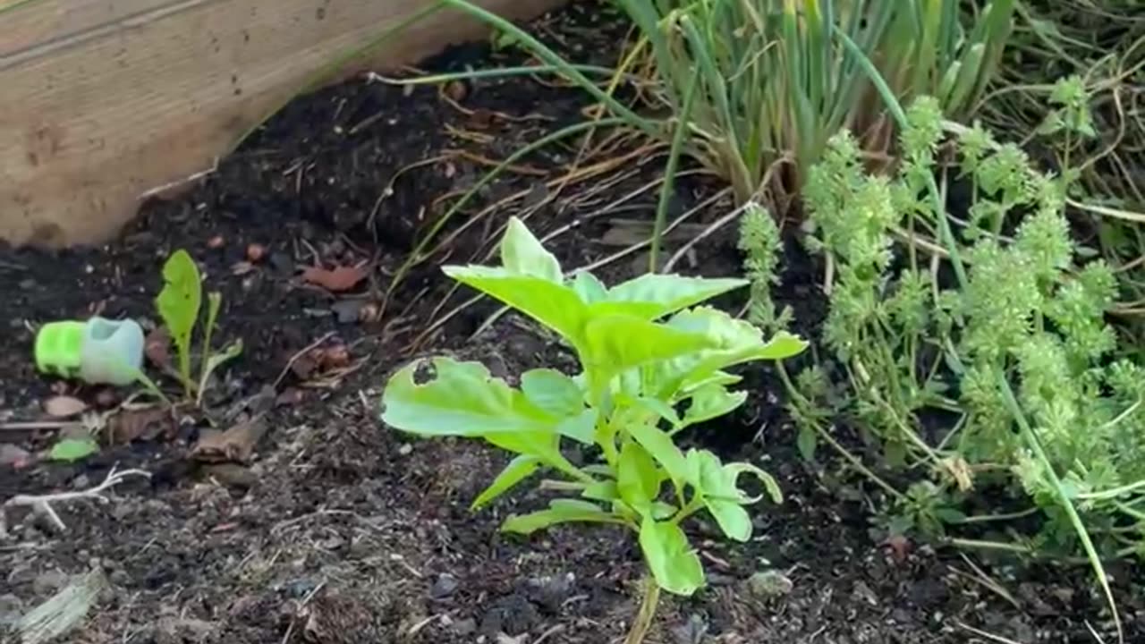 Surprise Plants!