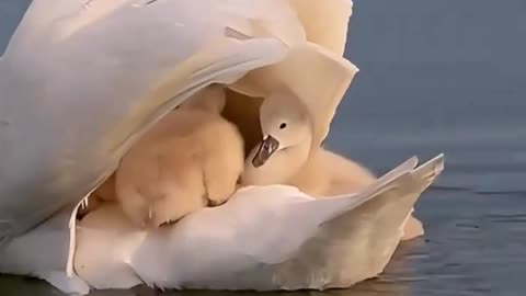 Swan family