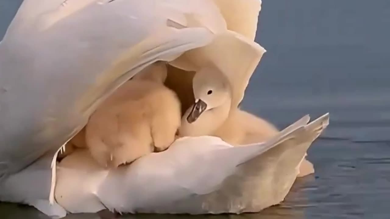 Swan family
