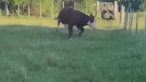 funny stuff