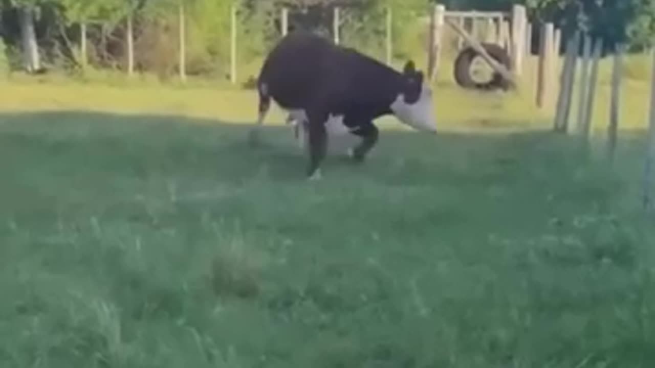 funny stuff