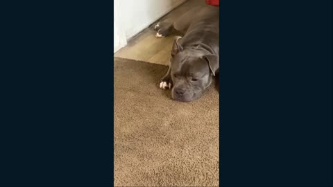 Meet Blue and his family