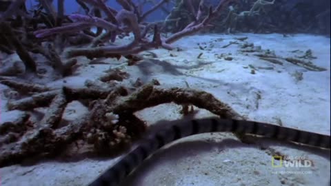 Eagle vs Sea Snake