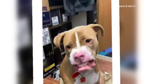 Funniest Cats and Dogs of 2025 That Will Keep You Laughing! 😂🐾