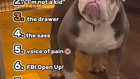 Ranking The Top 7 Best Rebellious Dog Moments #meme #memes #animals #pets #cuteanimals