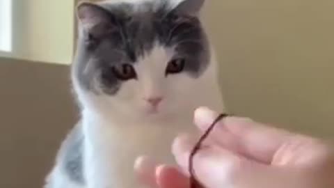 OMG 👁️👄👁️ SO CUTE CAT 🐱 || wait for end