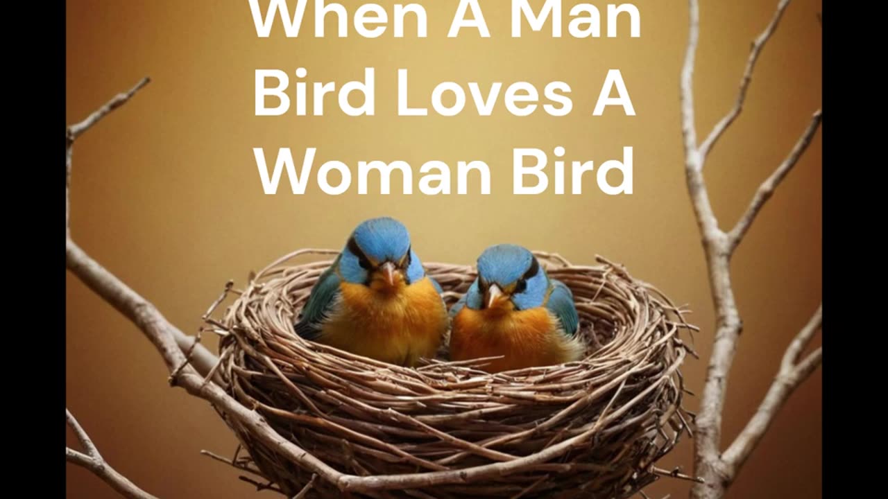 When A Man Bird Loves A Woman Bird