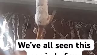 🤣👑 The King's Wild Ride You Have to See! | FunFM