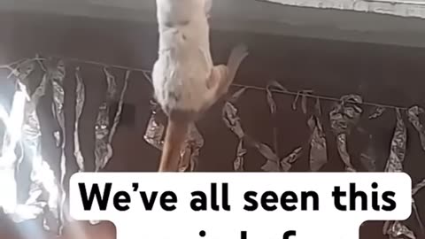 🤣👑 The King's Wild Ride You Have to See! | FunFM