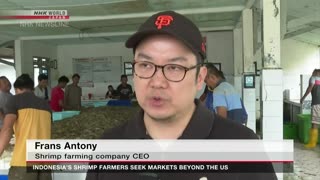 Indonesia's shrimp farmers seek markets beyond the USーNHK WORLD-JAPAN NEWS