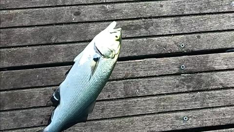 Blues magnolia pier