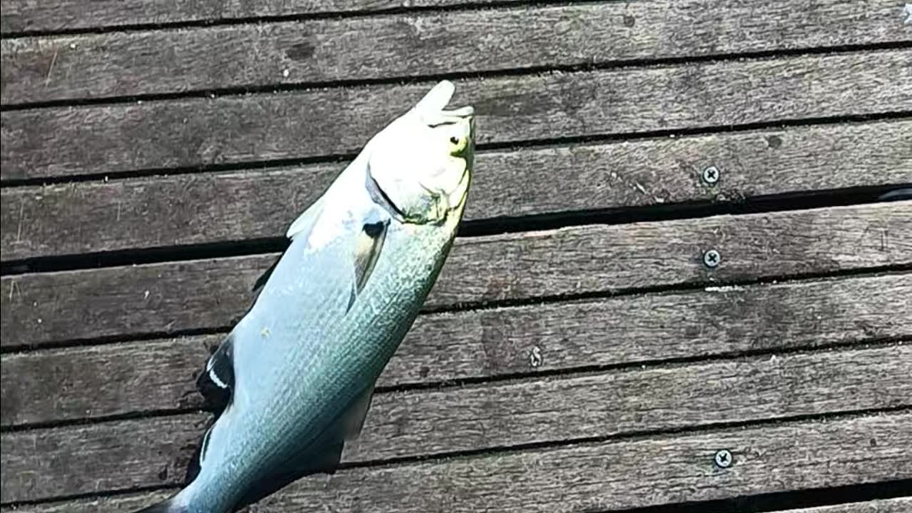Blues magnolia pier