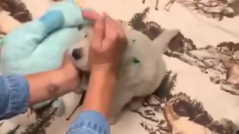 😂🐾 The First Time I Met My Pawrents! | FunFM