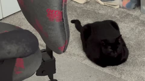 Cute Precious Piper is a Pretty Rectangular Loaf - Adopting a Cat from a Shelter Vlog
