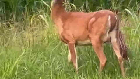 The Fawns of Spring