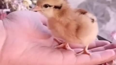How A Chick Born From A Egg