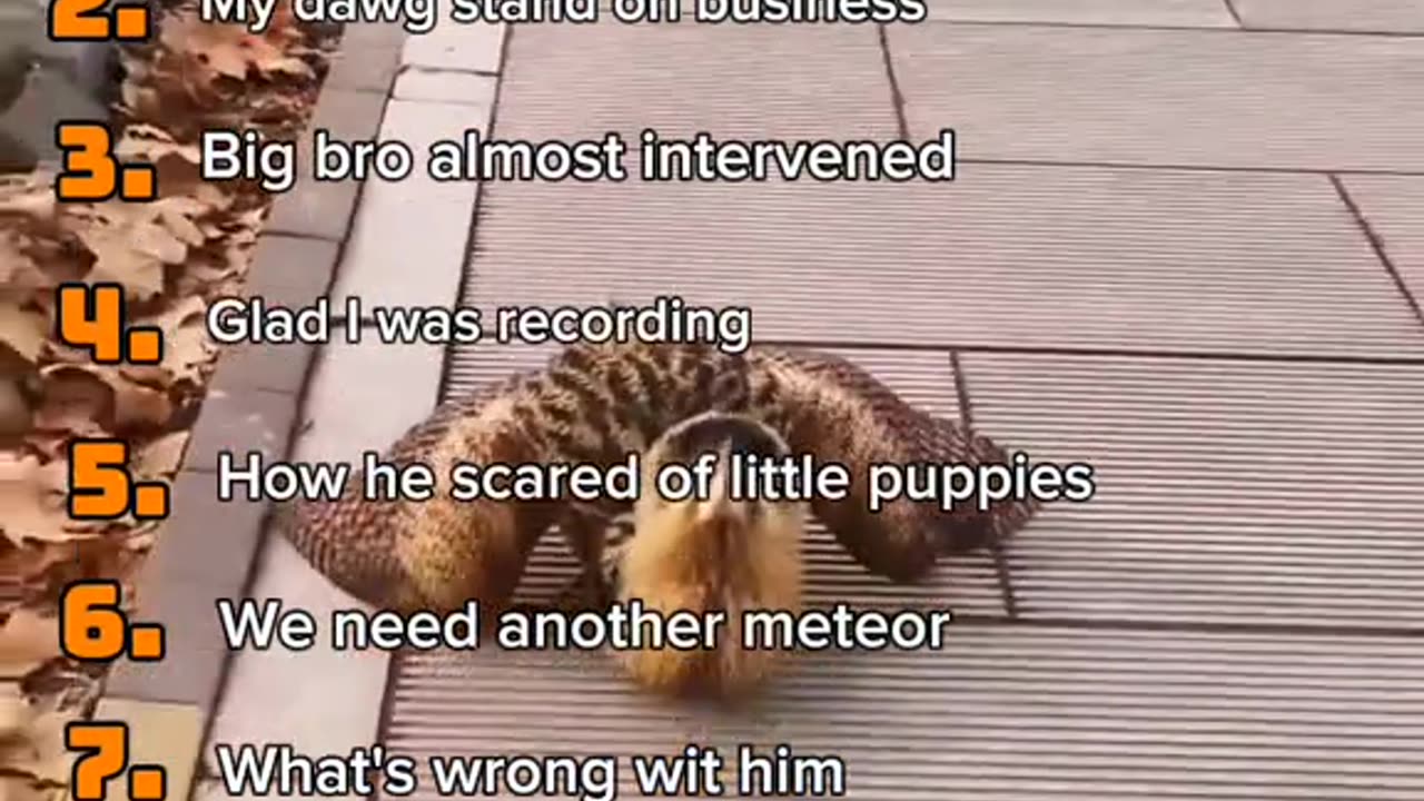 A vlog inside my dreams