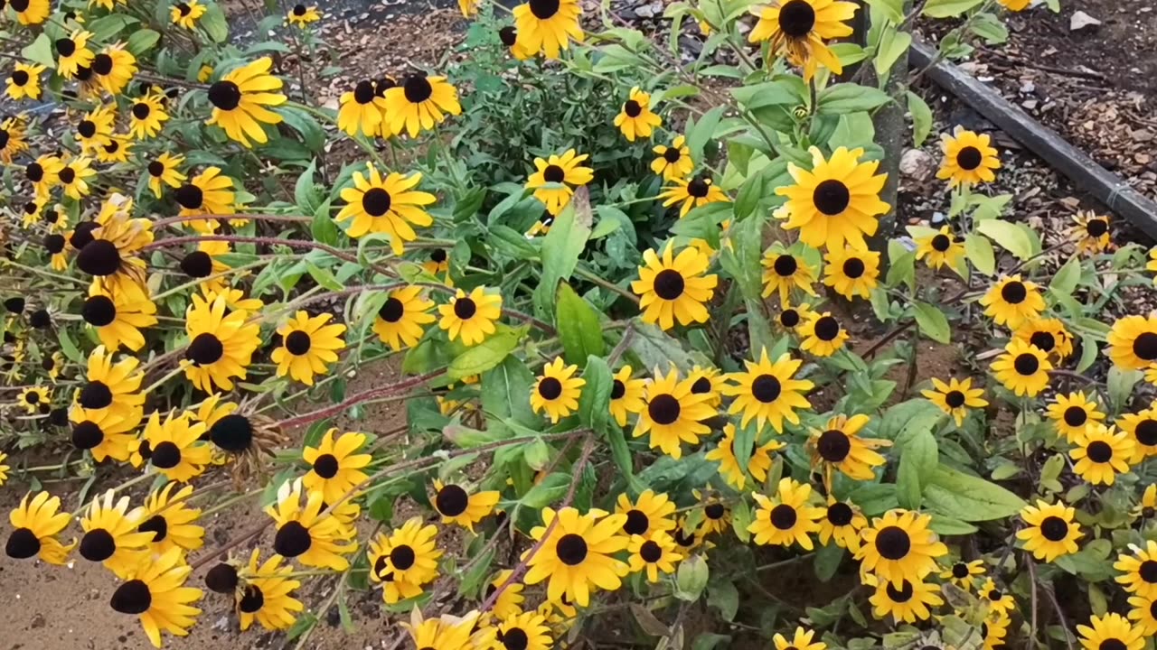 Black-eyed Susans
