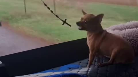Doesn’t like those windshield wipers 🤣