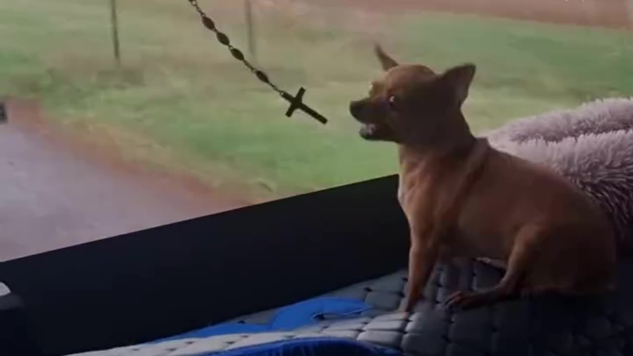 Doesn’t like those windshield wipers 🤣