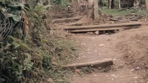 🇧🇴 "COROICO" La SELVA BOLIVIANA 👉 Un PARAISO ❓❓ #1 #shorts