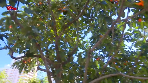 Persimmon of High Nutritive Value