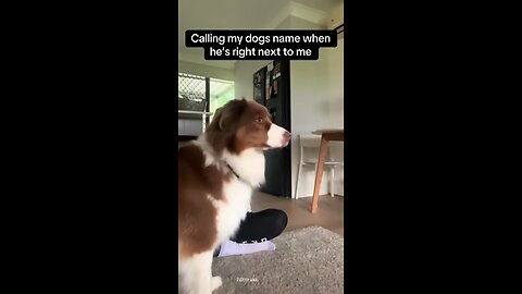 Every day joy 91 #funny #laughter #viralvideo #pets #laughter #foryou #animals #shortvideo...