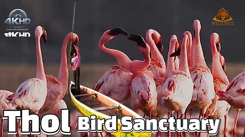 Thol Bird Sanctuary Vlog 2025 🦢 | Best Place to visit near Ahmedabad | One Day Thip Near Ahmedabad