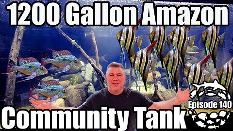 Amazonian Islands 1200 Gallon Amazon Community Aquarium Build