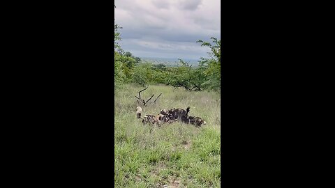 Wild dog gets badly injured by the leopard