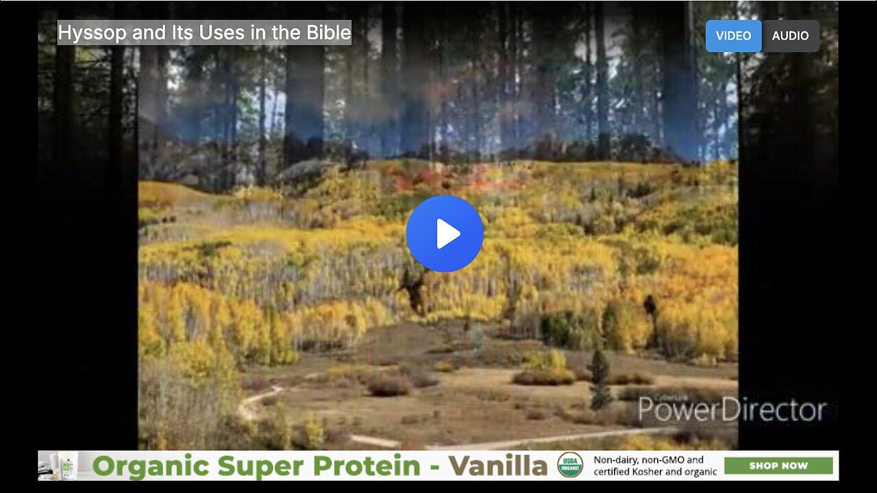 "Biblical Uses of Hyssop"