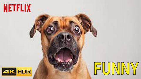 Top FUNNY PUPPIES Caught Being Absolutely Ridiculous 🤣 Funniest Animal Videos