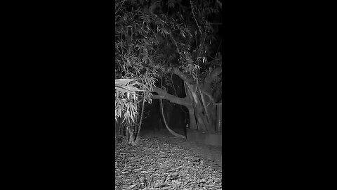 “You Won’t Believe What CCTV Recorded in This Forest 😱”