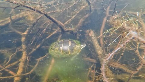Painted Turtle