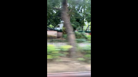 Delhi’s Green Side 🌿 | Beautiful Nature in the City #shorts