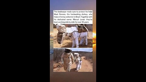Beekeeper And Loyal Donkey