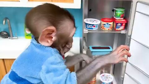 funny monkey video