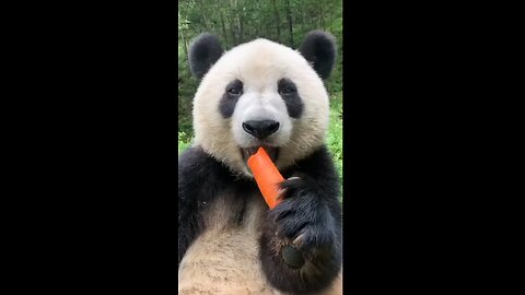 panda eating bamboo shoots #cat #dog #monkey #hamster #tortoise #animals eating #animal platter