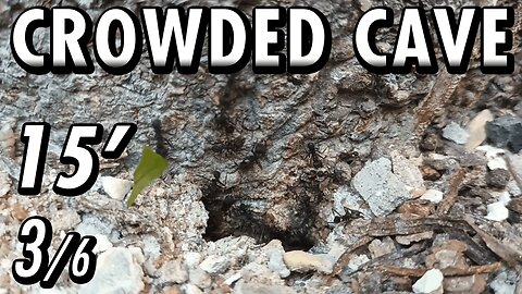 ASMR | Look at this beautiful flow of ants, in and out of the fortress of the tree - 15' 3/6