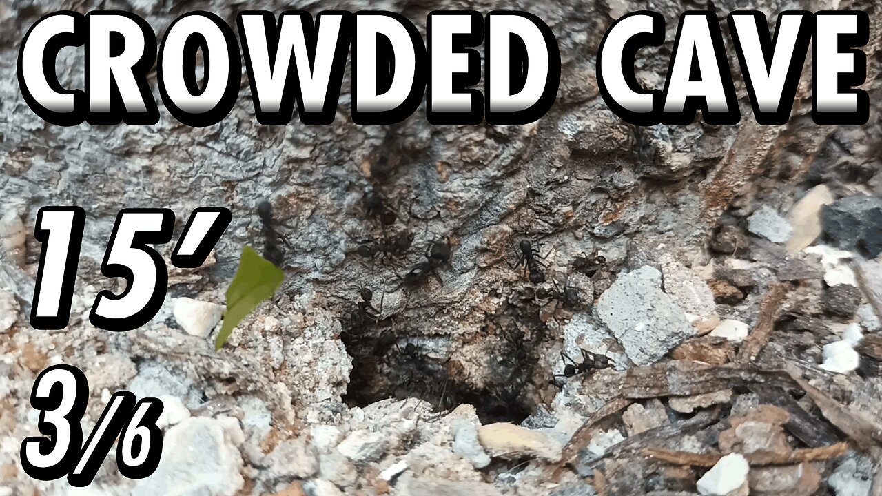 ASMR | Look at this beautiful flow of ants, in and out of the fortress of the tree - 15' 3/6