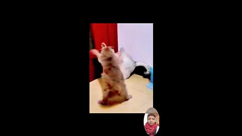 #catlovers #cat #cats #meow #kittens #catlife #pet #animals #animallover #cutecats #catviral