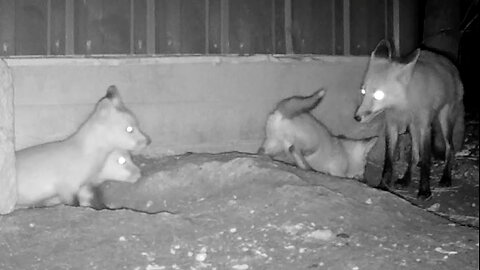 Fox Kits Coming Out of the Den to Eat