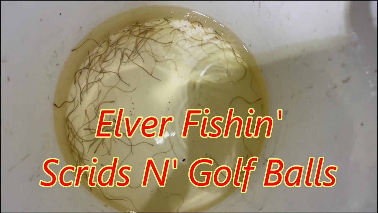 Elver Fishing- Still Goin' At It