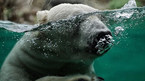 The Ice Is Disappearing Faster Than Scientists Ever Predicted